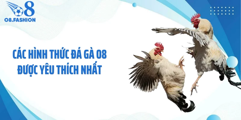 Các hình thức đá gà O8 được yêu thích nhất